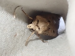 Agrotis exclamationis