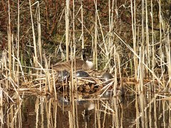 Branta canadensis