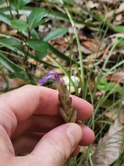 Tillandsia bartramii