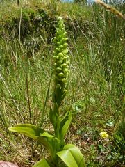 Platanthera pollostantha