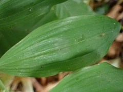 Phymatocera aterrima