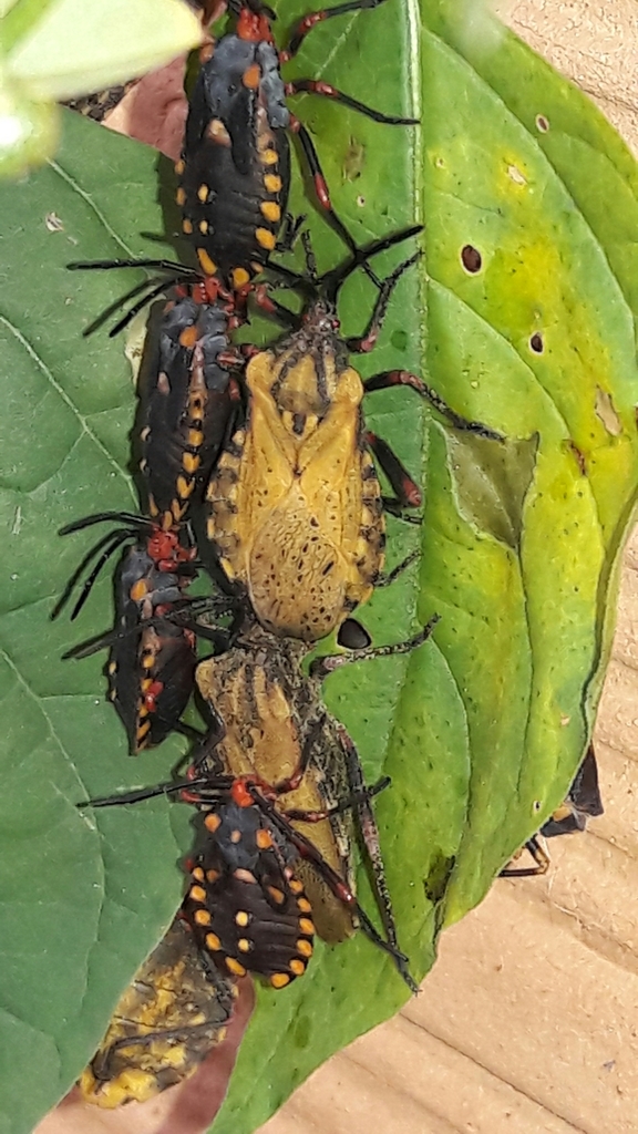 Spartocera fusca