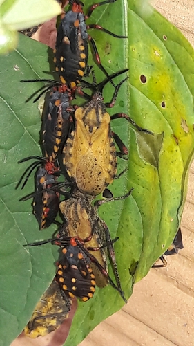 Spartocera fusca