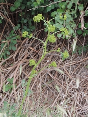 Opopanax chironium