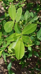 Arachis hypogaea