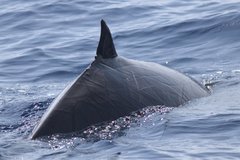 Mesoplodon europaeus