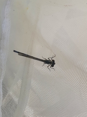 Zygoptera