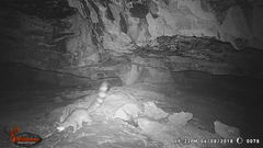 Bassariscus astutus flavus