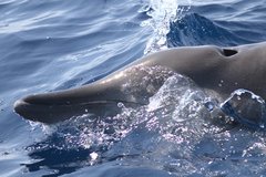 Mesoplodon europaeus