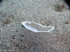 Synapturichthys kleinii