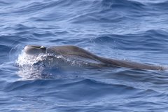 Mesoplodon europaeus
