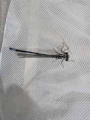 Zygoptera