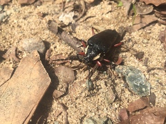 Elateropsis antennatus