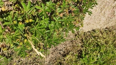 Potentilla heptaphylla