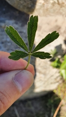 Potentilla heptaphylla