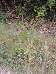 Opopanax chironium