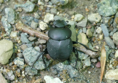 Canthon pilularius