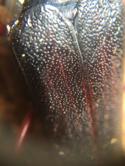 Elateropsis antennatus