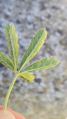 Potentilla heptaphylla