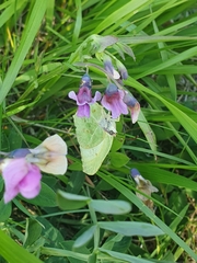 Gonepteryx rhamni