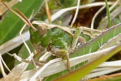Sigaus campestris