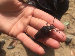 Elateropsis antennatus