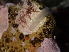 Notoplana