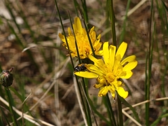 Cryptocephalus vittatus