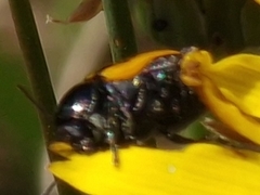 Cryptocephalus vittatus