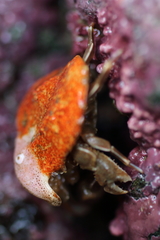 Cryptolithodes typicus