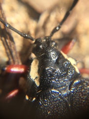 Elateropsis antennatus