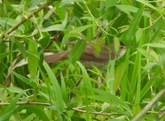 Acrocephalus agricola