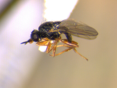 Elachiptera costata