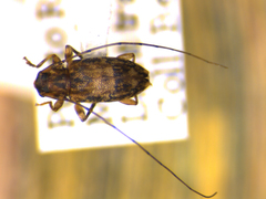 Urgleptes sandersoni