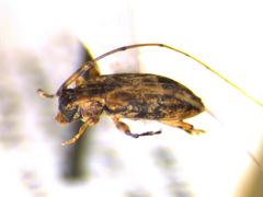 Urgleptes sandersoni
