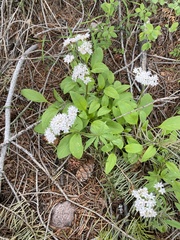Valeriana occidentalis