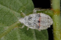 Deraeocoris