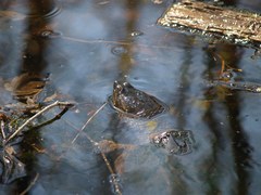 Chelydra serpentina