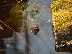 Chelydra serpentina