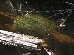 Chelydra serpentina