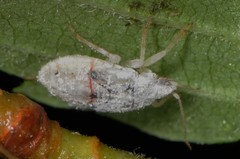 Deraeocoris