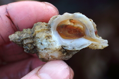 Scabrotrophon stuarti