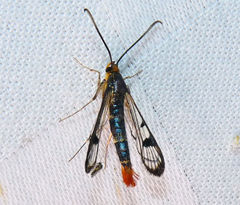 Synanthedon acerrubri