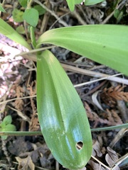 Platanthera unalascensis