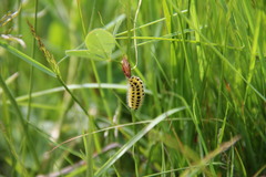 Zygaena filipendulae