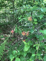 Lonicera sempervirens sempervirens