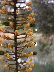 Lophanthera lactescens