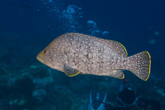 Dermatolepis dermatolepis