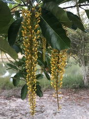 Lophanthera lactescens