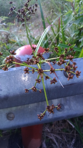 Scirpus ternatanus iNat (3)